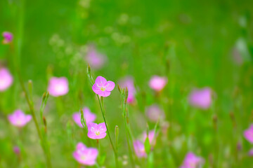 道端のユウゲショウの花