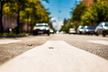 Clear day in the big city, city street with cars between old houses. View from the pedestrian crossing