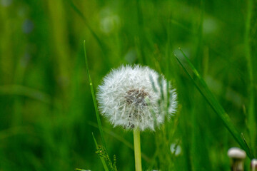 white dandelion on a background of green nature © Paulina