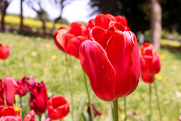Obraz premium チューリップ 春 赤い 公園 鮮やか かわいい 美しい 綺麗 花びら のどか 散歩 春爛漫