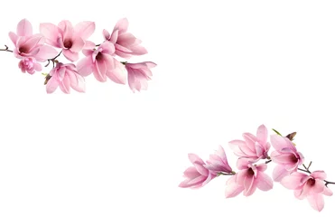 Fotobehang Beautiful pink magnolia flowers on white background © New Africa