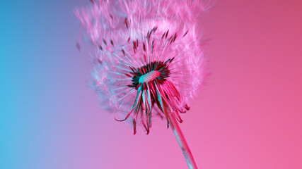 Realistic freeze motion of bloomed dandelion.