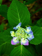放水路土手に咲く額紫陽花
