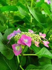 放水路土手に咲くピンクの額紫陽花