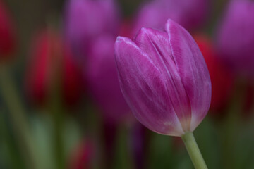 Purple tulip flowers 