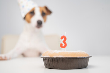 Jack russell terrier in a festive cap by a pie with a candle on a white background. The dog is...