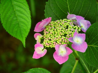 桜の葉の陰に咲くピンクの額紫陽花