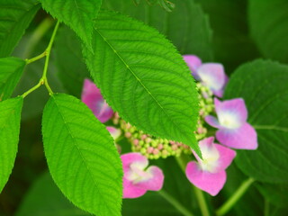 新緑の桜の葉とピンクの額紫陽花