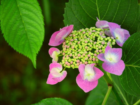 額紫陽花 Images Browse 2 198 Stock Photos Vectors And Video Adobe Stock
