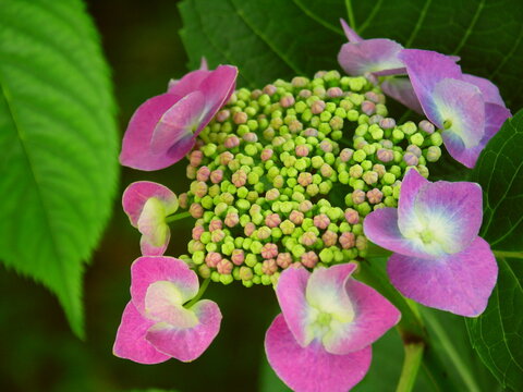 額紫陽花 Images Browse 2 198 Stock Photos Vectors And Video Adobe Stock