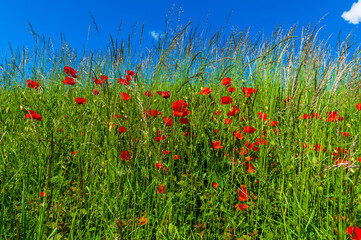 Vlčí máky na louce, poppies