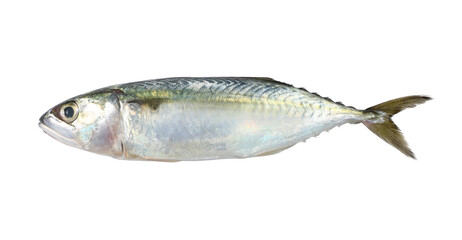 Fresh mackerel isolated on white background.