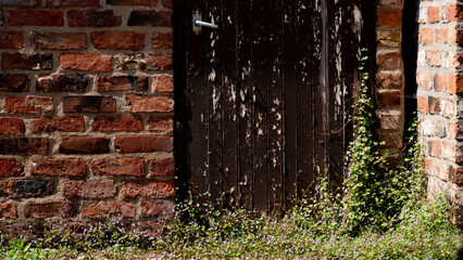 Doorway with peeling brown paint and weeds growing up it