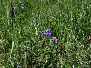 small blue flowers among the grass in the field