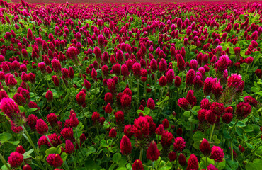 Red clover, Červen&yacute; jetel, Jetel Nachov&yacute;