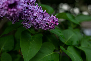 Lilac flowers in sunlight after rain. Leaf texture background. Banner. Flat lay, top view