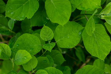 Green leaf texture. Leaf texture background. Banner. Flat lay, top view