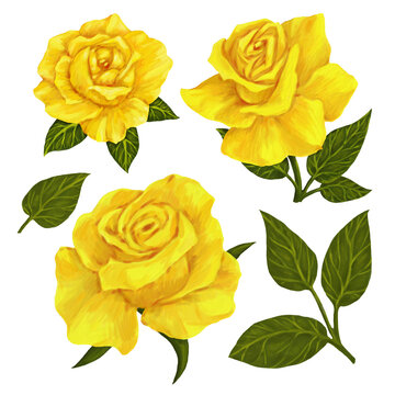 Set of yellow roses with leaves.Handmade digital oil illustration.