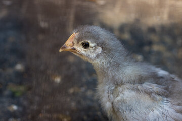 portrait of a little chicken