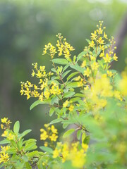 Galphimia, Gold Shower, Thryallis glauca yellow flower blooming in garden on nature background