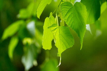 green linden leaves with linden flowers against the backdrop of green nature