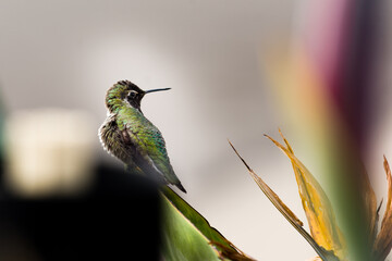 humb5 © Marcin
