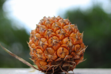  closeup pineapples are placed in isolation small bokeh blur background.