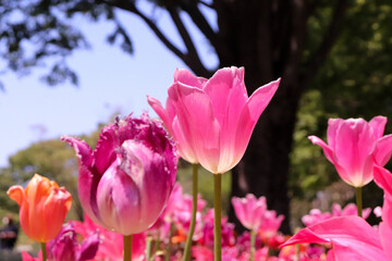 チューリップ ガーデン 花畑 春 美しい 綺麗 花びら かわいい 青空 晴れ カラフル リラックス 鮮やか