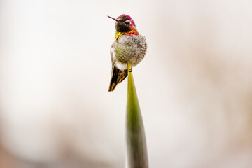 humb14 © Marcin