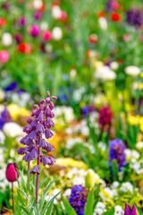 Bundesgartenschau 2021 in Erfurt.