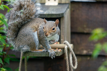 Naklejka na ściany i meble Cute squirrel eating nuts in the garden
