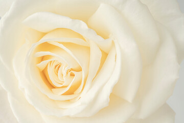 closeup of a white rose flower as a background