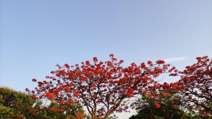 Natural green trees and red flowers