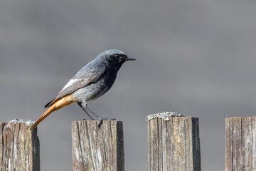 Black redstart on wooden fence isolated on grey background
