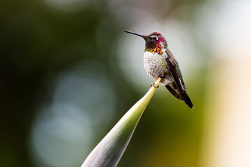 humb18 © Marcin