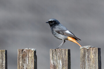 Black redstart on wooden fence isolated on grey background