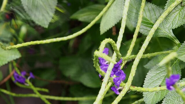 Close up shot of a Parides butterfly eating on a flower