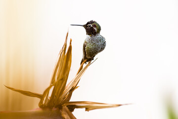 humb26 © Marcin