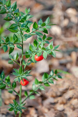 Fototapeta premium Butcher's broom is an evergreen plant with prickly leaves and red fruits