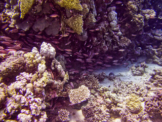 Naklejka na ściany i meble Korallenriff im Roten Meer, Ägypten