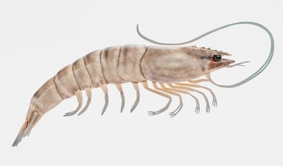 Realistic 3D Render of Prawn