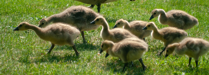 Country goose family in the park.
