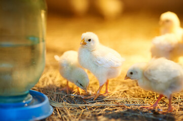 A cute little chick is standing near the bird drinker