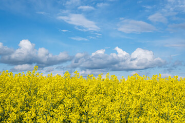 Obraz premium Field of beautiful springtime golden flower of rapeseed is plant for green industry