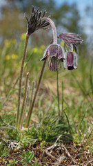 Spring pasqueflower