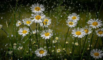 rain and daisy flowers - high speed photo