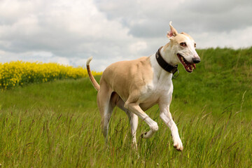 beautiful galgo is running on a field with rape seed in the background