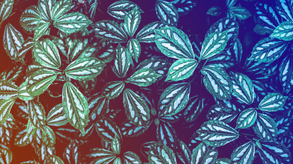 Fototapeta na wymiar Full Frame of Green Leaves Texture Background. tropical leaf