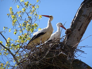 Storchennest hoch oben im Baum. 