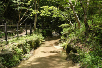 森林の中の小川。